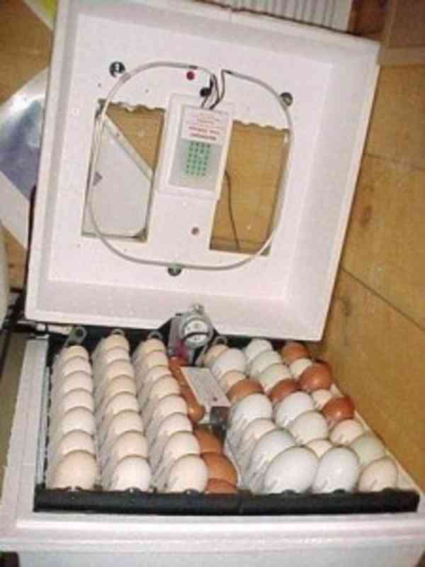 Prodám vajíčka feterlizovaných papoušků - foto 1