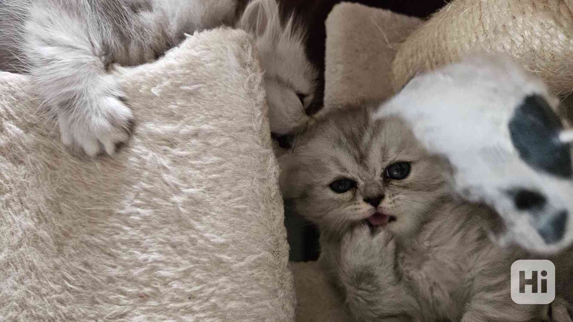 Perská koťátka  - foto 1