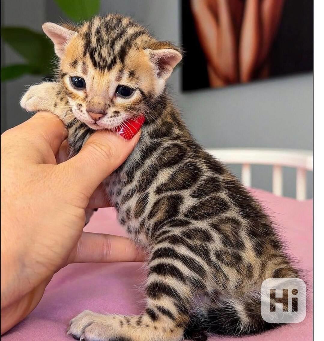 Bengálská koťata s pp - foto 1