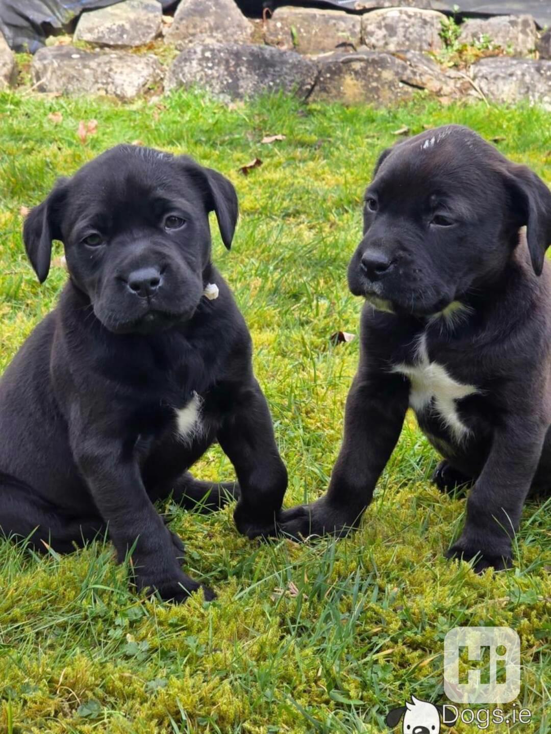 Kvalitní robustní štěňata labradora - foto 1