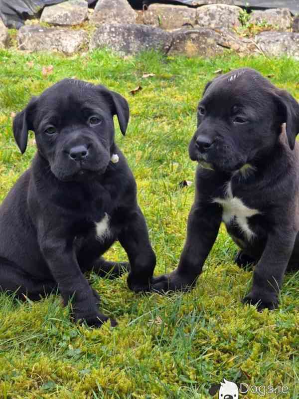 Kvalitní robustní štěňata labradora