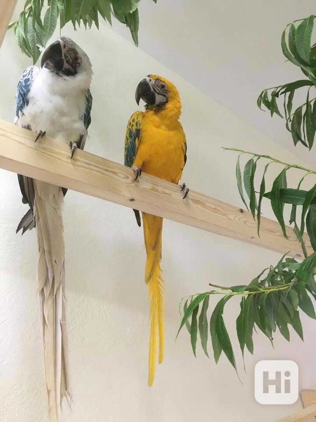 Zdarma opálové papoušky arové k adopci  - foto 1