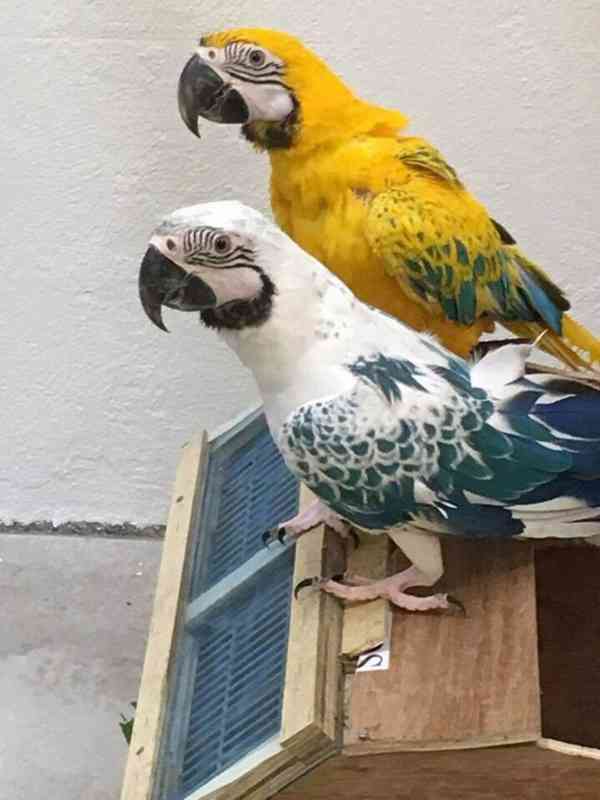 Zdarma opálové papoušky arové k adopci  - foto 2