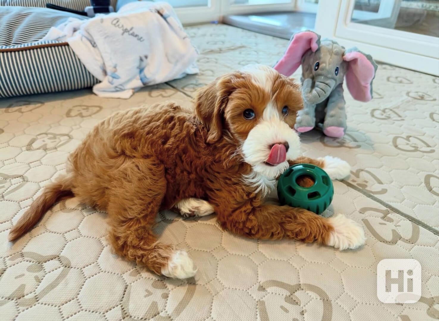 Štěňata Golden Doodle k adopci.  - foto 1