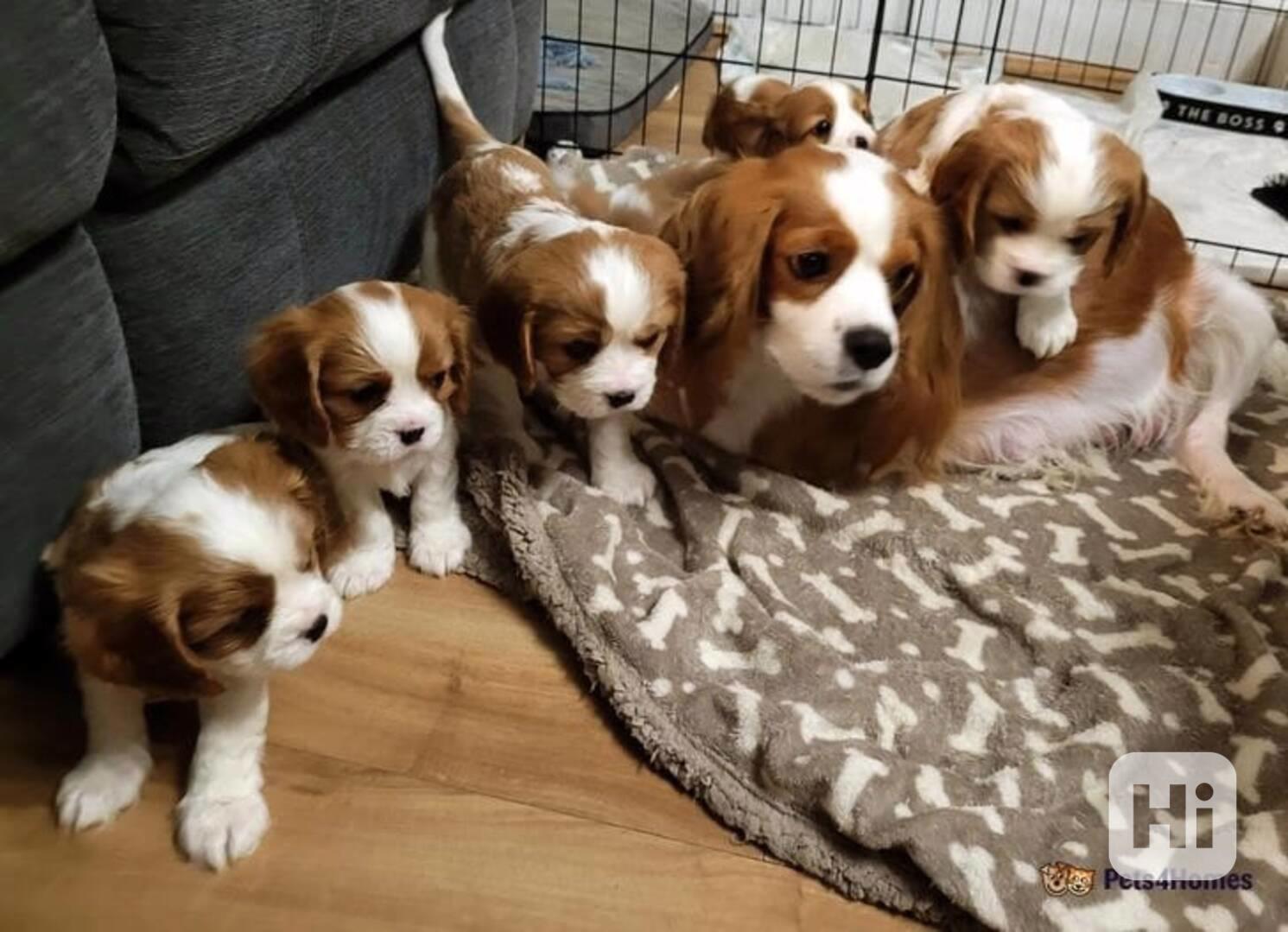 Adorable Cavalier King Charles puppies - foto 1