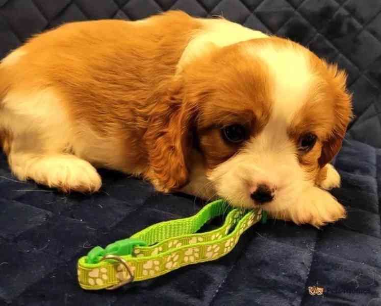 Adorable Cavalier King Charles puppies - foto 7