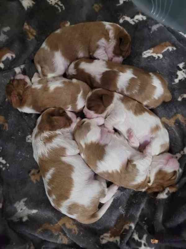 Adorable Cavalier King Charles puppies - foto 2