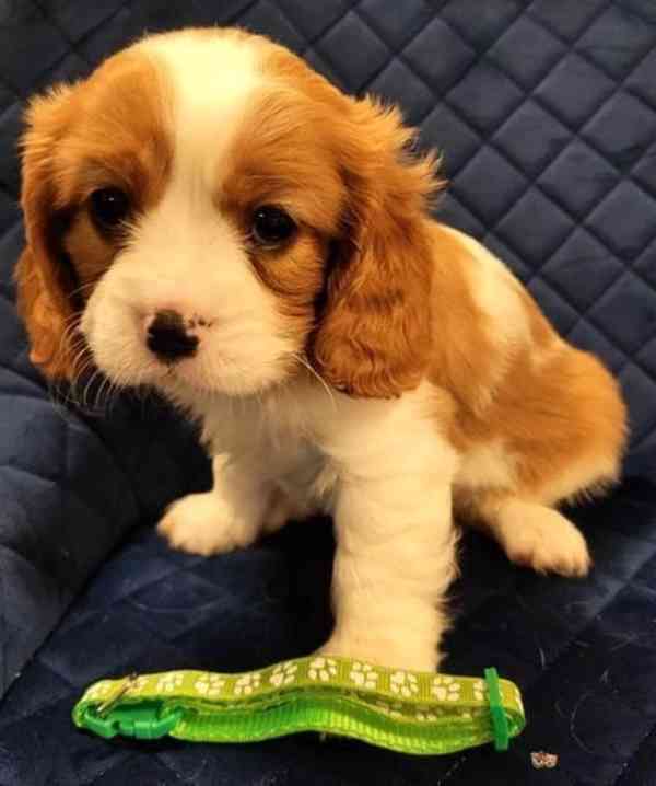 Adorable Cavalier King Charles puppies - foto 11