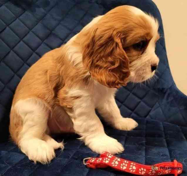 Adorable Cavalier King Charles puppies - foto 4