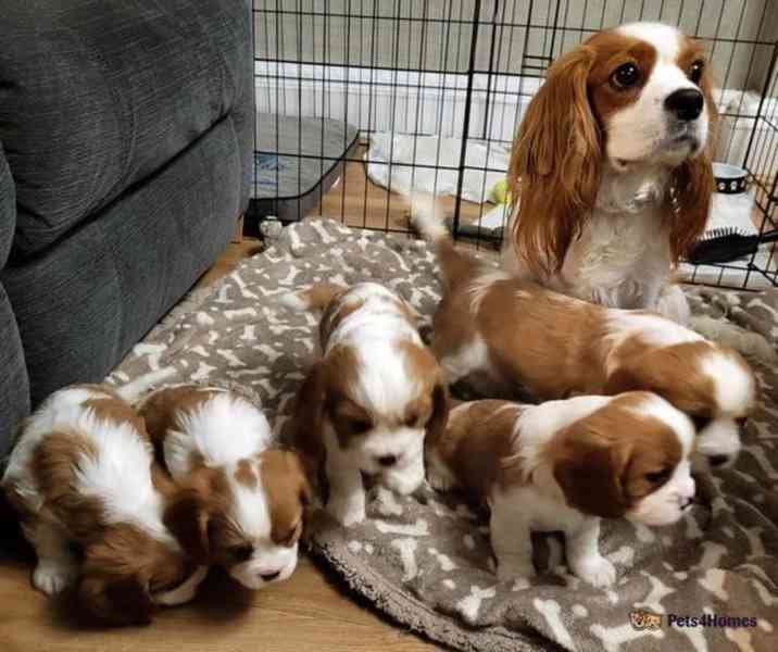 Adorable Cavalier King Charles puppies - foto 13