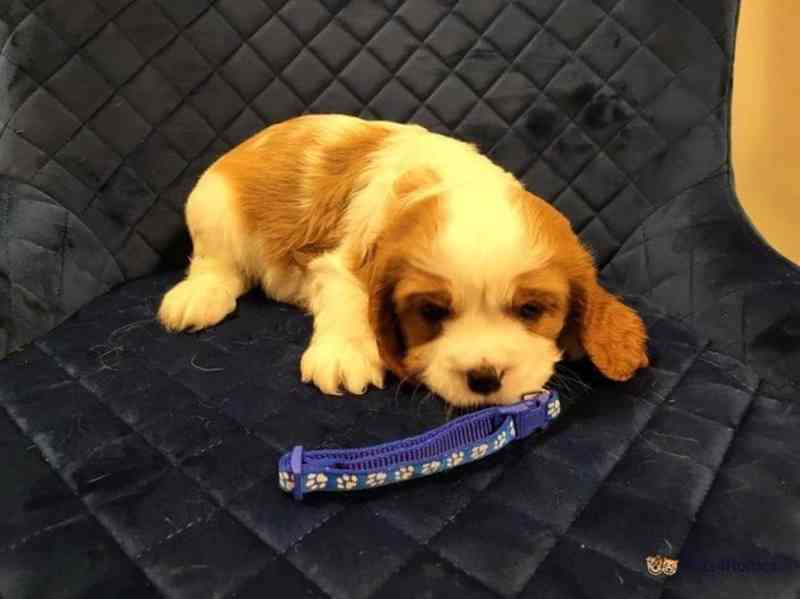 Adorable Cavalier King Charles puppies - foto 3