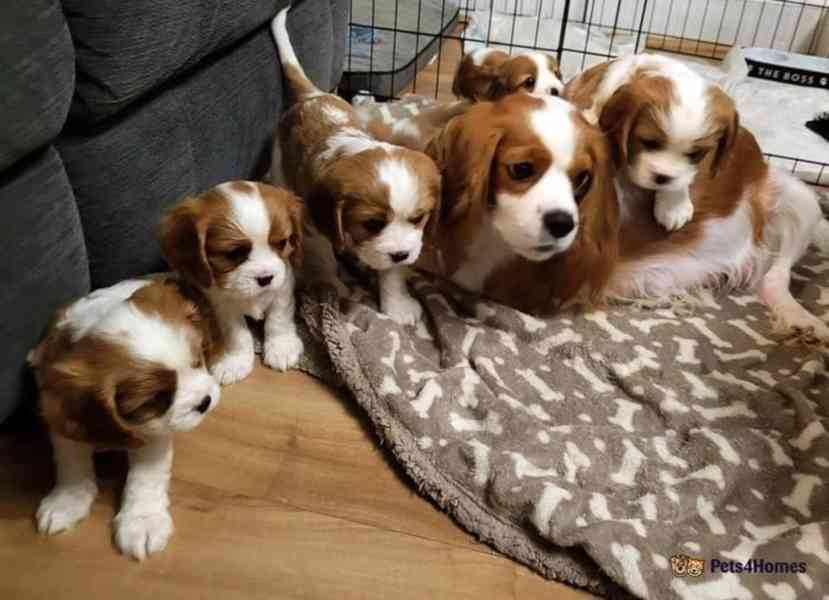 Adorable Cavalier King Charles puppies - foto 1