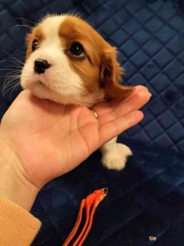 Adorable Cavalier King Charles puppies - foto 5