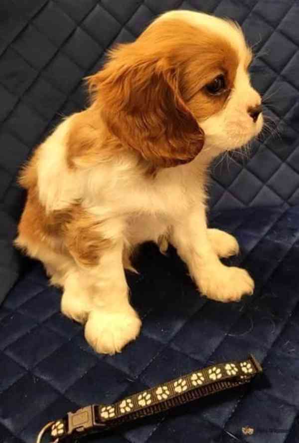 Adorable Cavalier King Charles puppies - foto 8