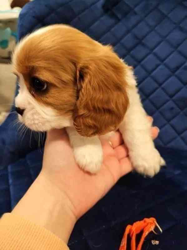 Adorable Cavalier King Charles puppies - foto 14