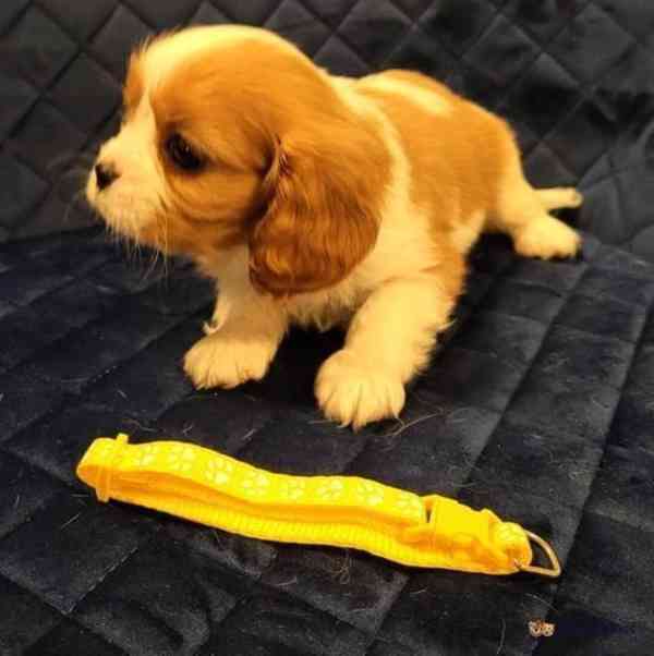 Adorable Cavalier King Charles puppies - foto 9