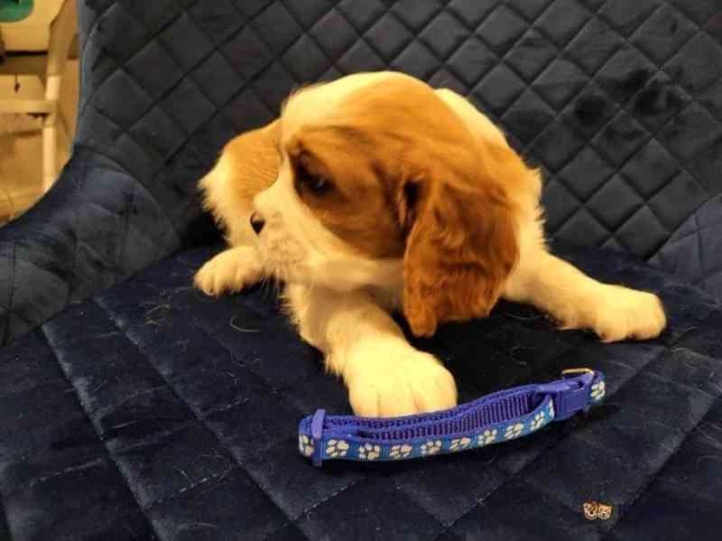 Adorable Cavalier King Charles puppies - foto 12