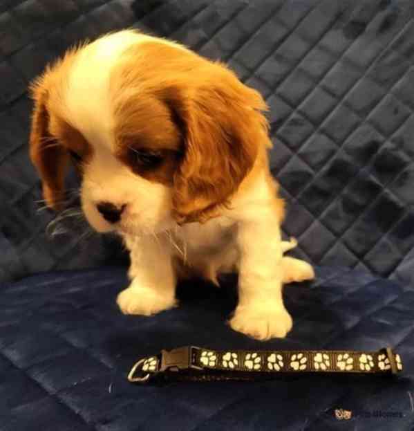 Adorable Cavalier King Charles puppies - foto 10