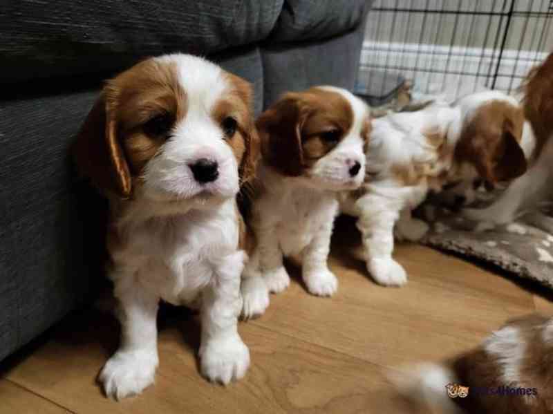 Adorable Cavalier King Charles puppies - foto 6