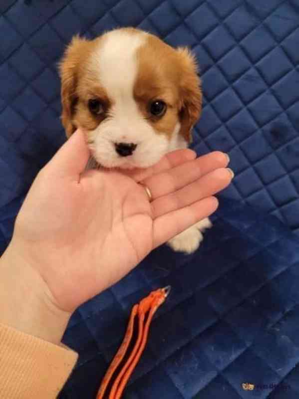 Adorable Cavalier King Charles puppies - foto 16