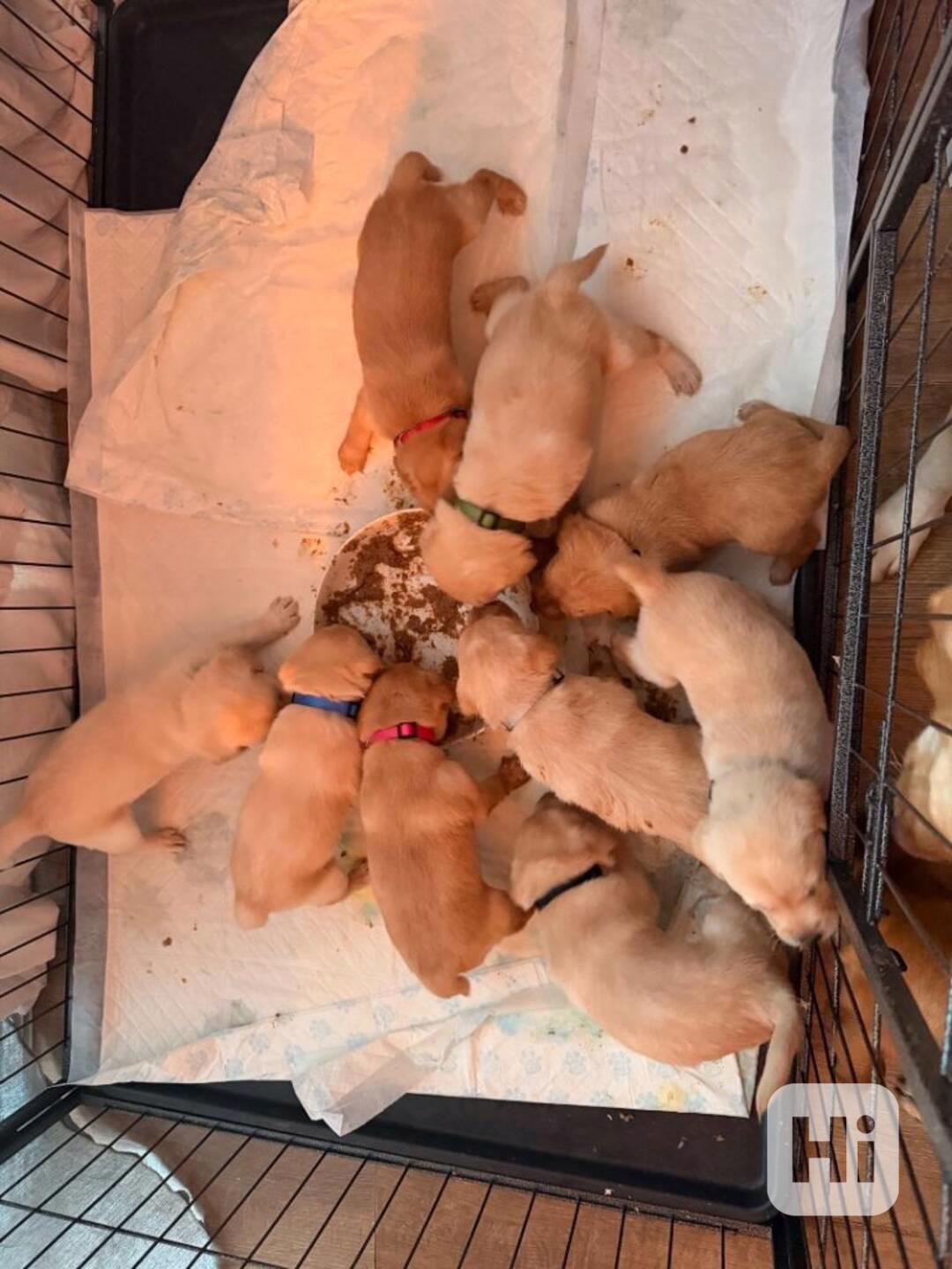 Labradorský retrívr s průkazem původu  - foto 1