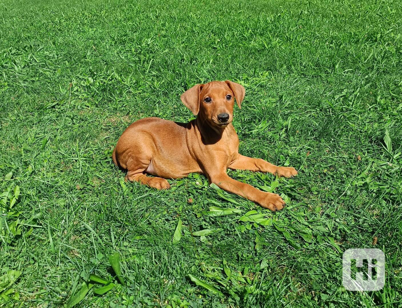 Německý pinč - štěňata s PP - foto 1