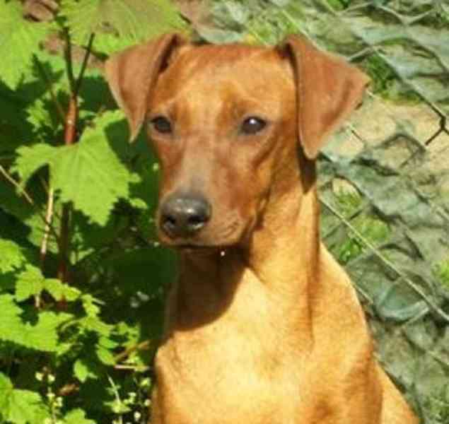 Německý pinč - štěňata s PP - foto 4