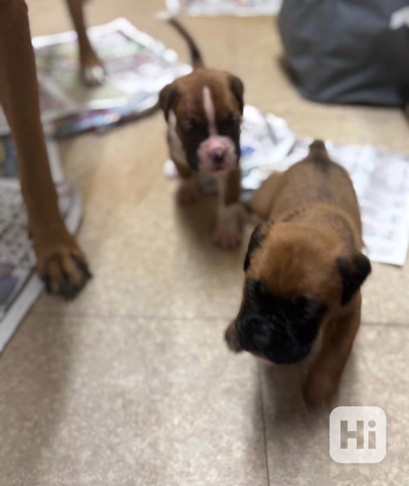 Zbývají 2 krásné štěňata boxerů - foto 1