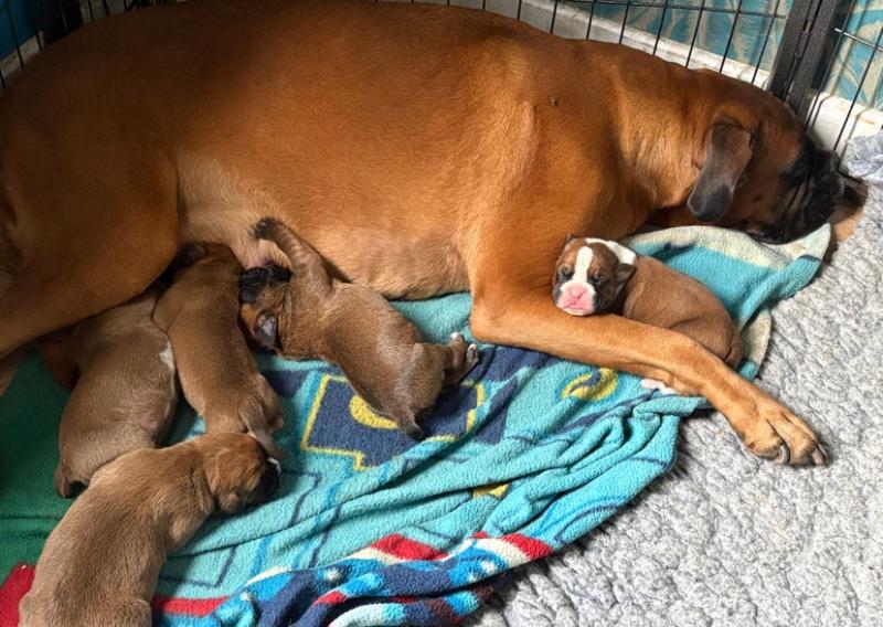 Zbývají 2 krásné štěňata boxerů - foto 3