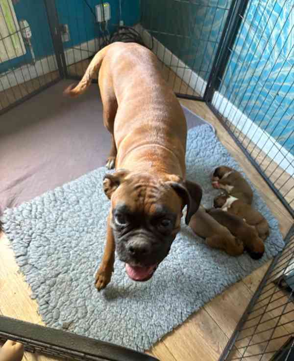 Zbývají 2 krásné štěňata boxerů - foto 4