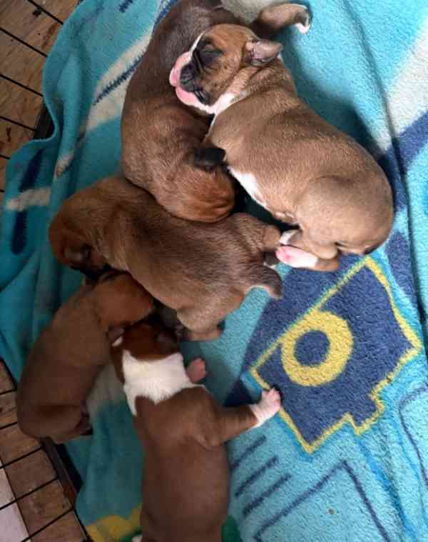 Zbývají 2 krásné štěňata boxerů - foto 2