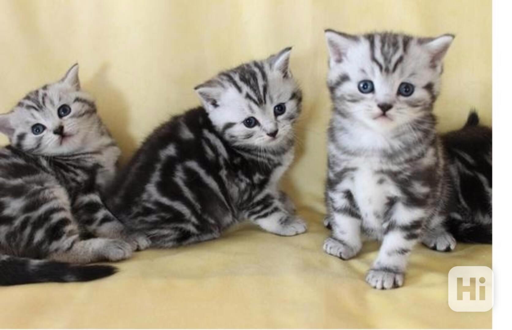 BKH Britské krátkosrsté kočky  - foto 1