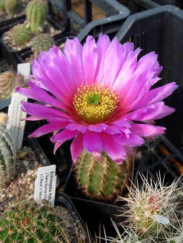 semena kaktus Echinocereus baileyi SB 211 - foto 1