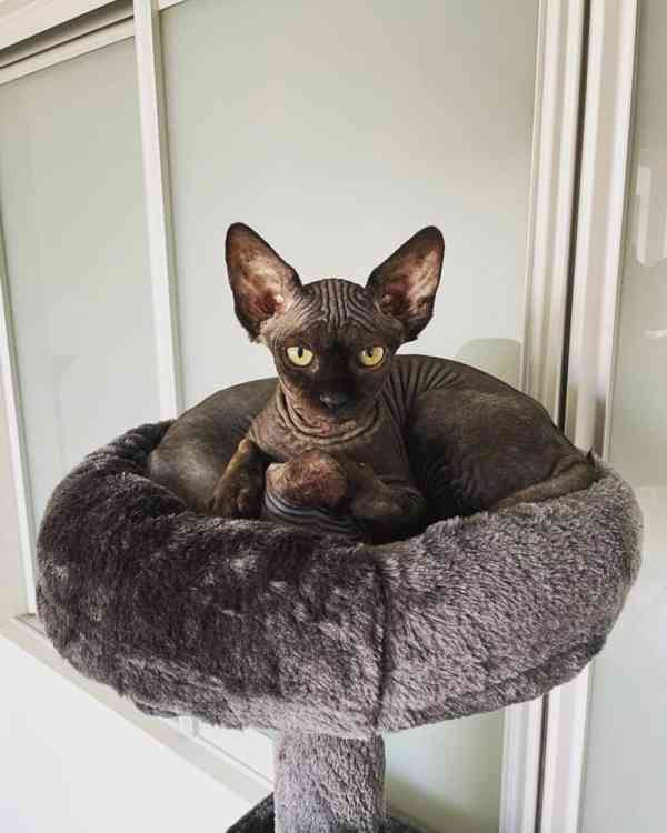 Sphynx Kitten - foto 4