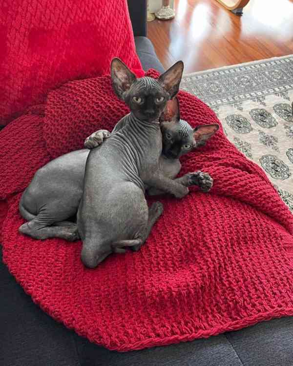 Sphynx Kitten - foto 3