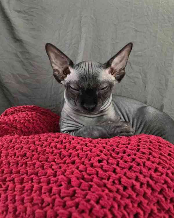 Sphynx Kitten - foto 2
