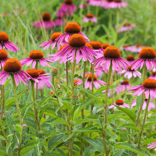 Prodej Echinacea Fialová Bylina ve velkém od výrobce - foto 3