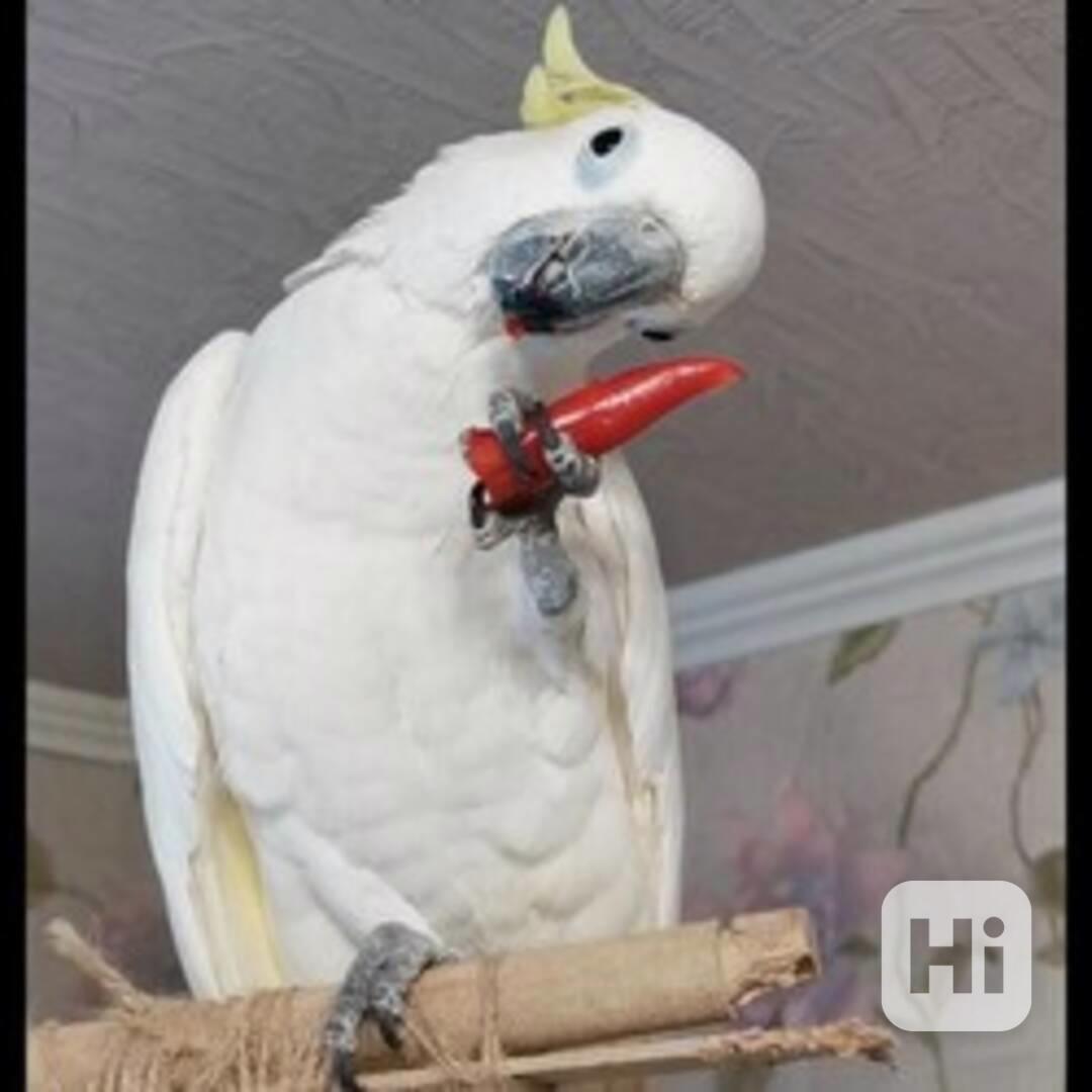 Přátelští papoušci kakadu k dispozici - foto 1