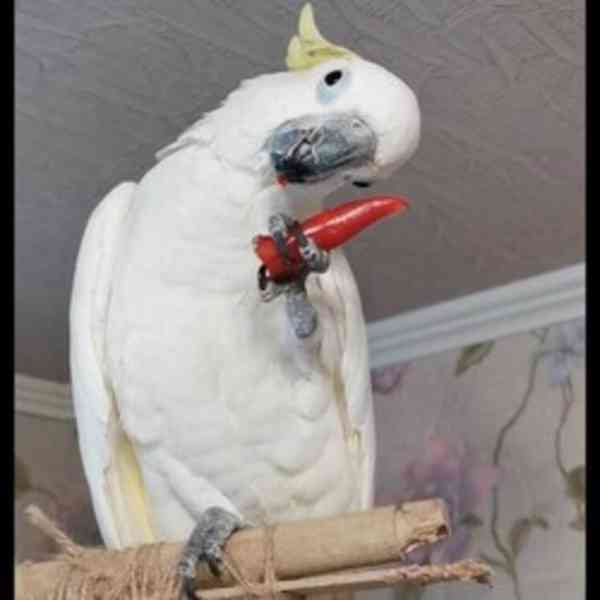 Přátelští papoušci kakadu k dispozici