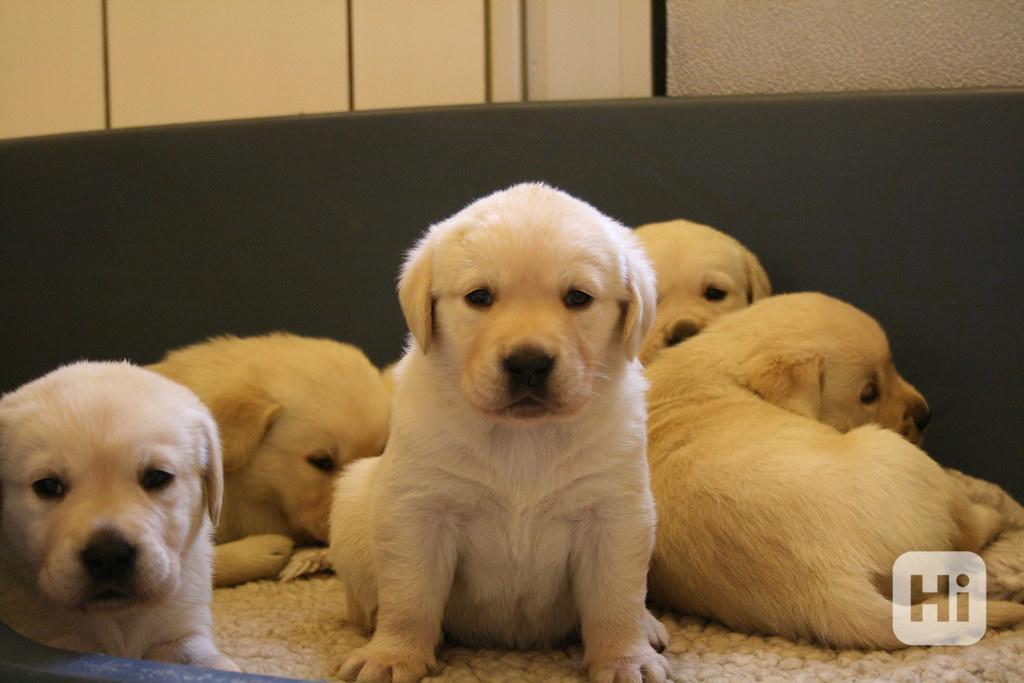 Labrador - krásná smetanová štěňátka - foto 1