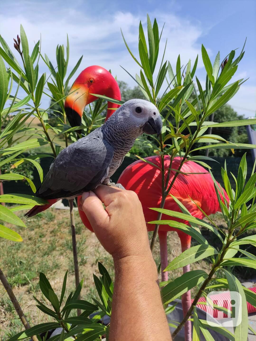 Mládě Žako kongo - foto 1