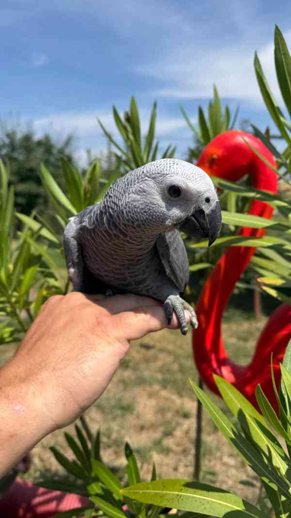 Mládě Žako kongo - foto 2