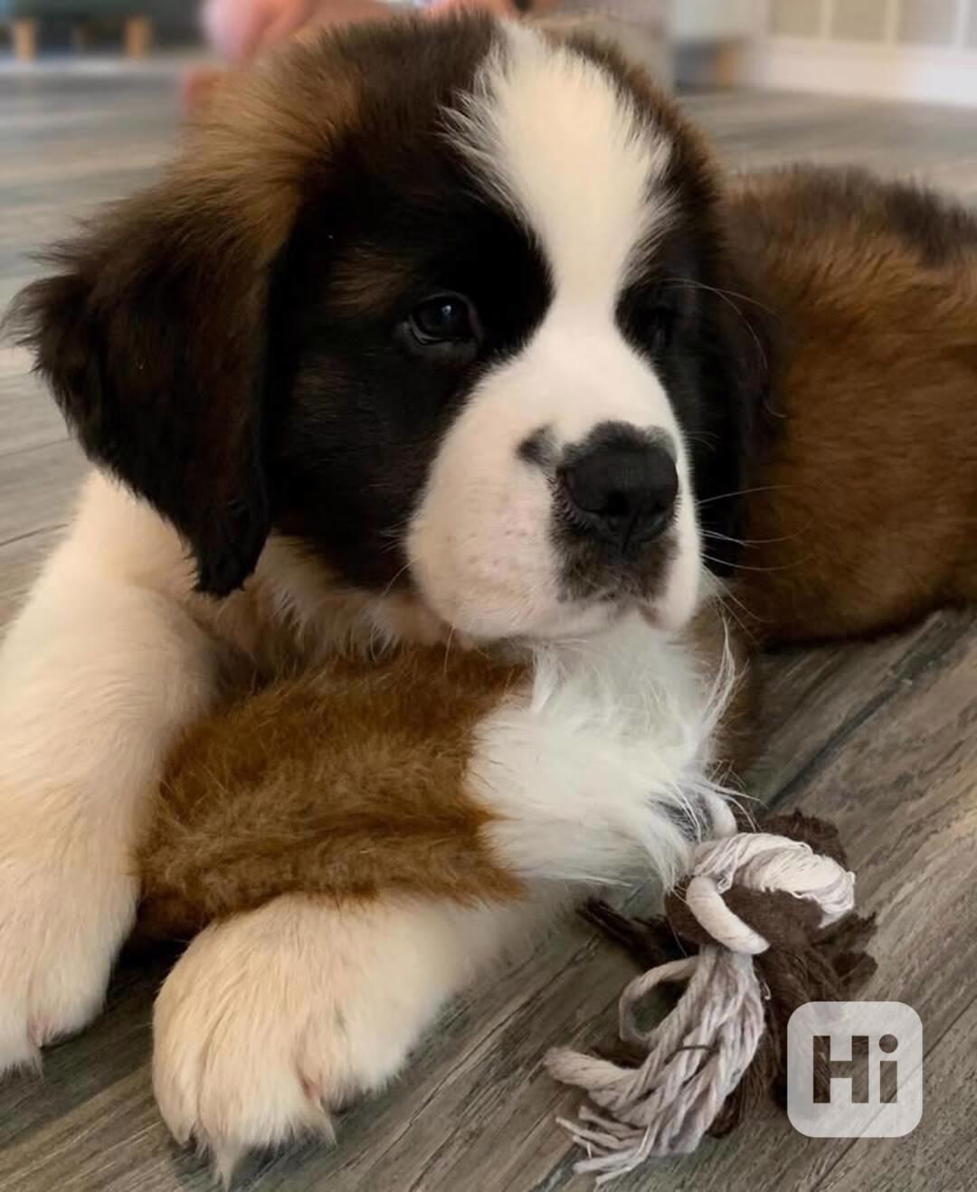 Adoptujte si ho, prosím - foto 1