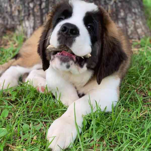 Adoptujte si ho, prosím - foto 3