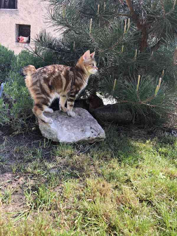  Kurilský Bobtail koťata  - foto 3