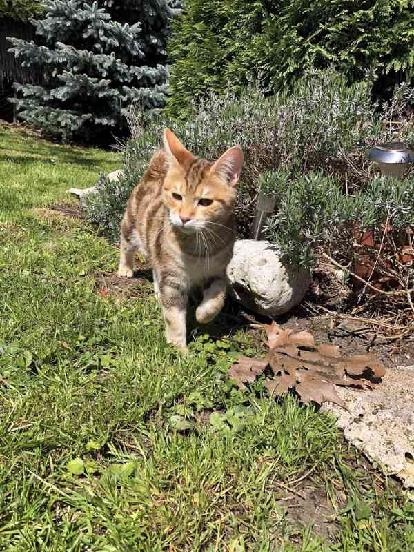  Kurilský Bobtail koťata  - foto 2