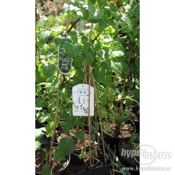 Hortenzie - popínavá - Hydrangea petiolaris - foto 1