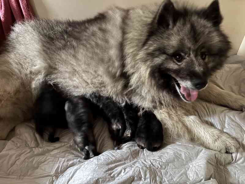 Štěňatka vlčího špice - foto 2