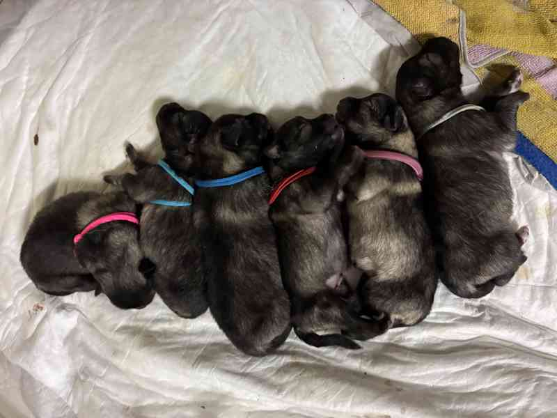 Štěňatka vlčího špice - foto 3