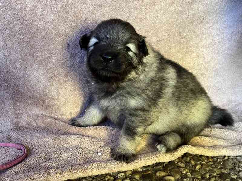 Štěňatka vlčího špice - foto 6
